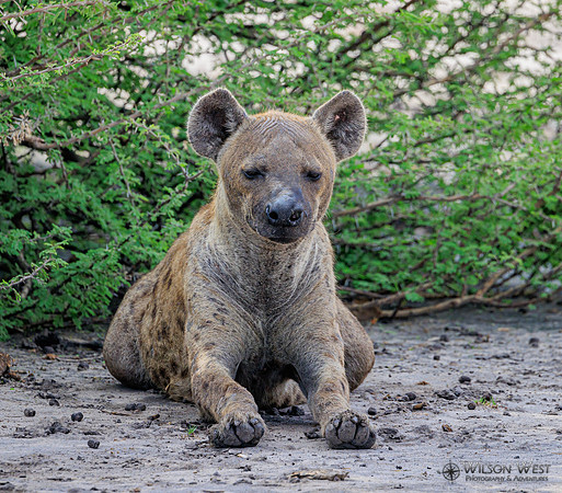 Spotted Hyena