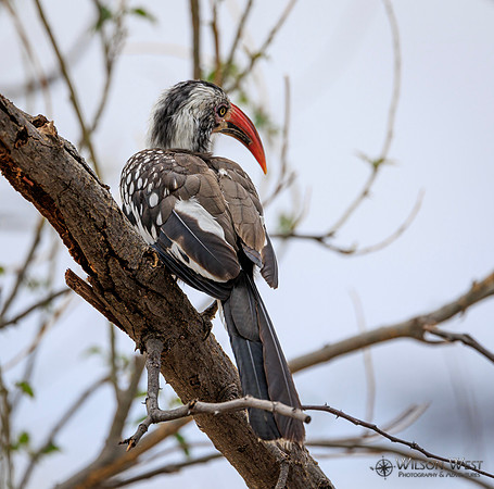 Red-billed Hornbill