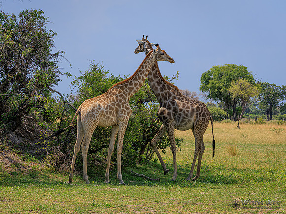 Giraffe