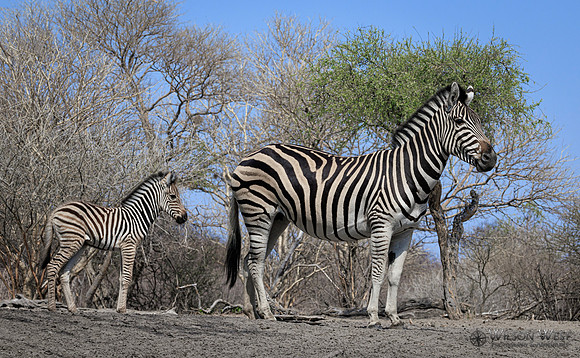 Burchell's Zebra