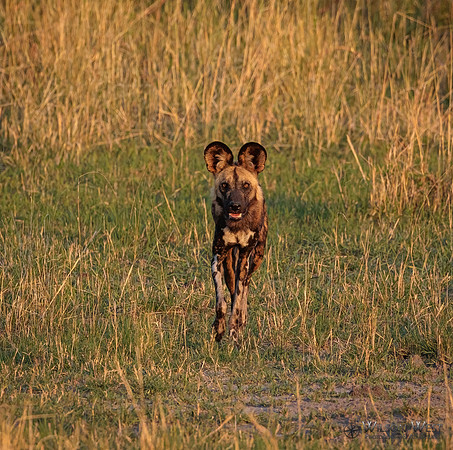African Wild Dog