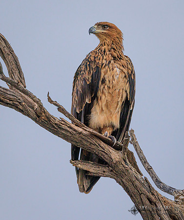 Tawny Eagle