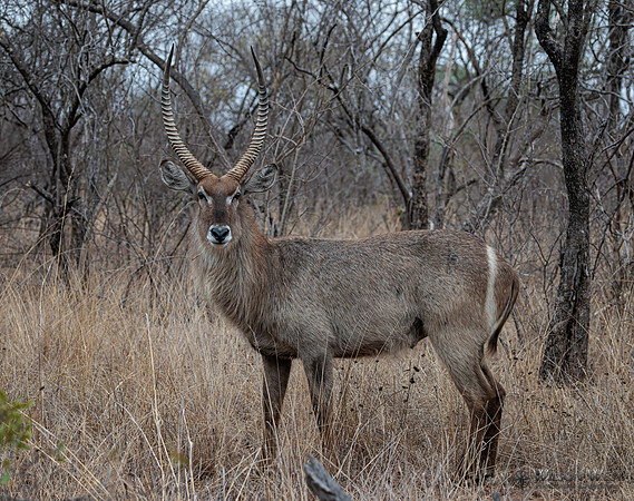 Common Waterbuck