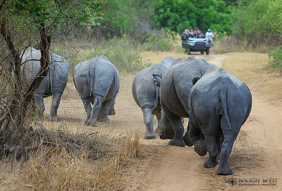 White Rhinoceros