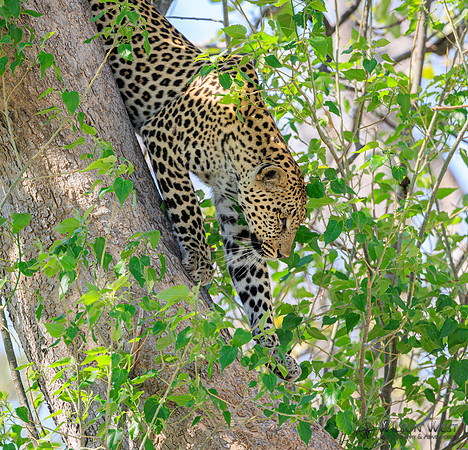 Leopard