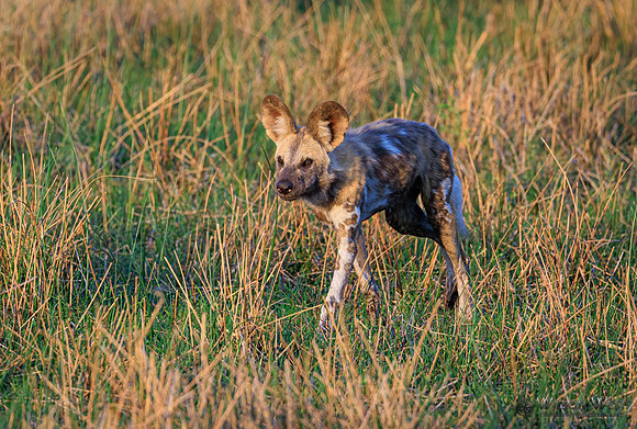 African Wild Dog