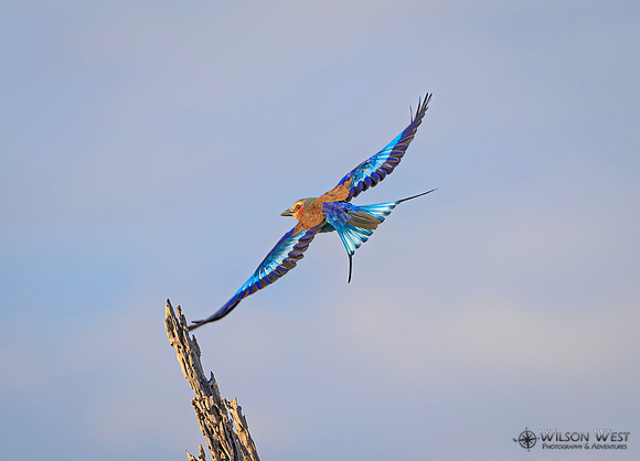 Lilac-breasted Roller