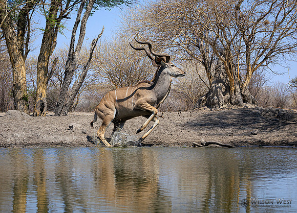 Greater Kudu