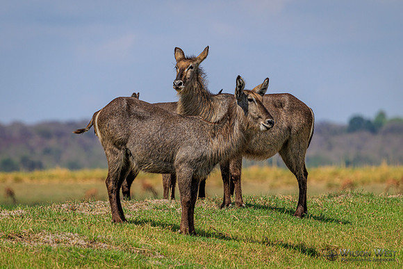 Common Waterbuck