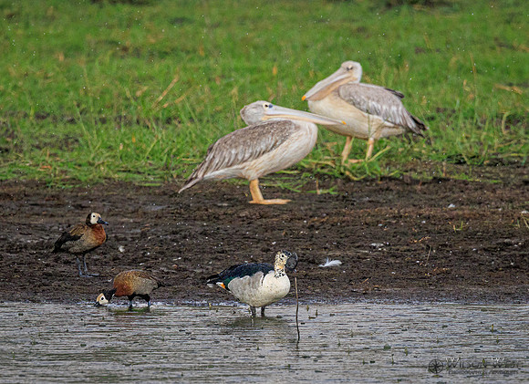 Pink-backed Pelican, White-faced Whistling Duck, Knob-billed Duck