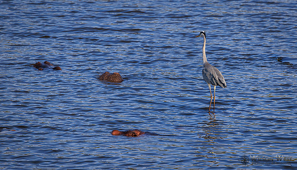 Gray Heron