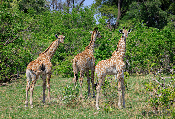 Giraffe