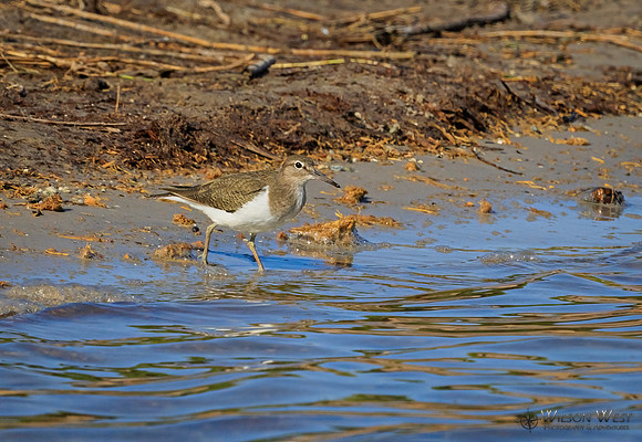 Common Sandpiper