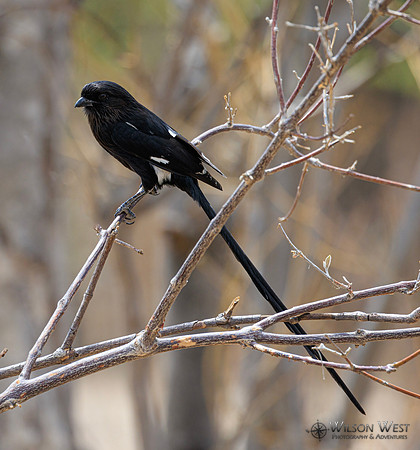 Magpie Shrike