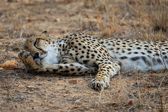 Cheetah