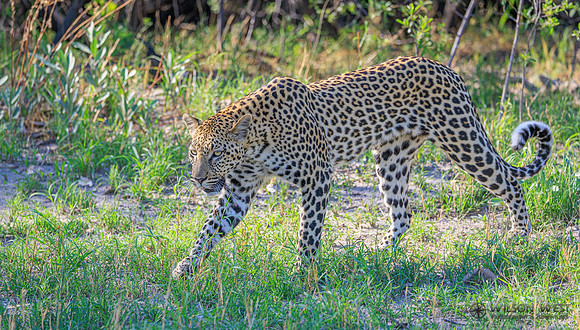 Leopard
