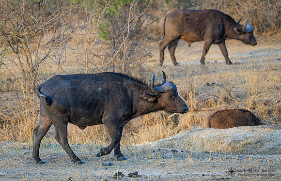 Cape Buffalo