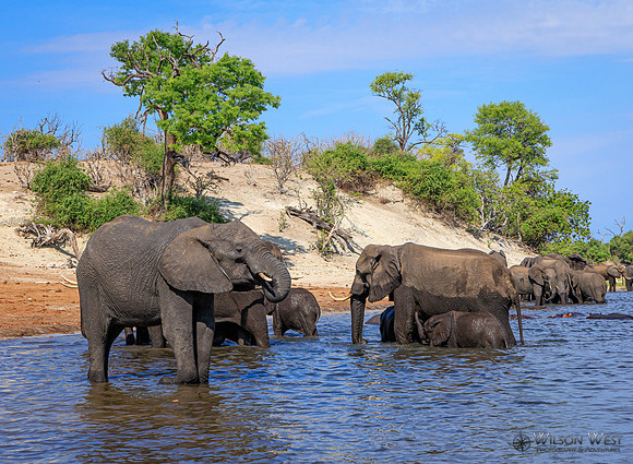 Elephant