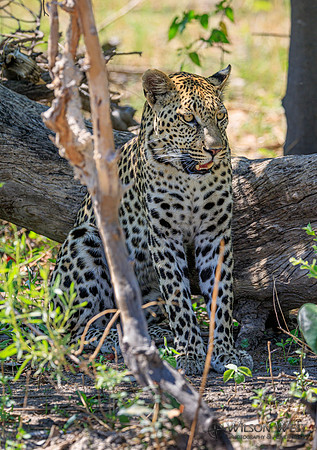 Leopard