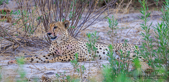 Cheetah