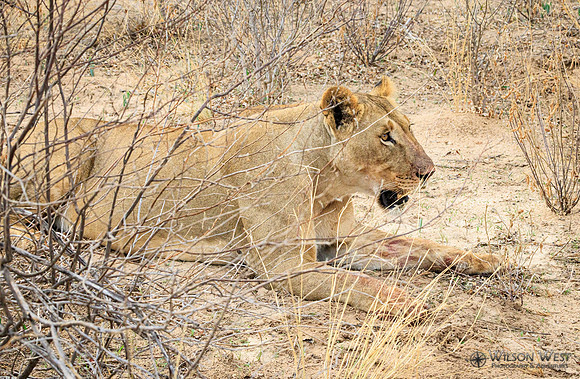 Lion