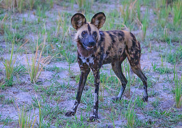 African Wild Dog