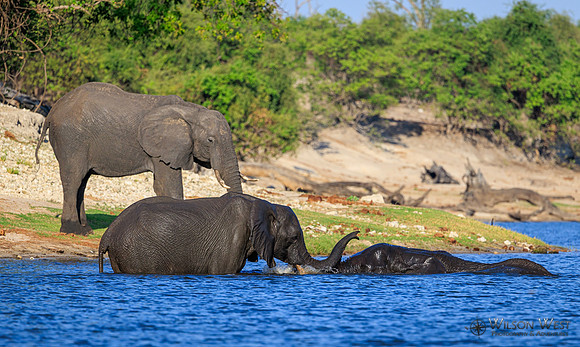 Elephant
