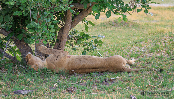 Lion