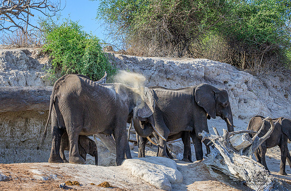 Elephant