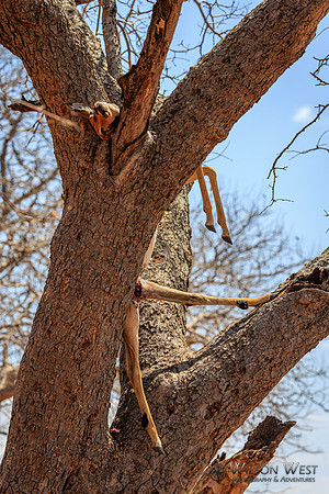 Leopard food