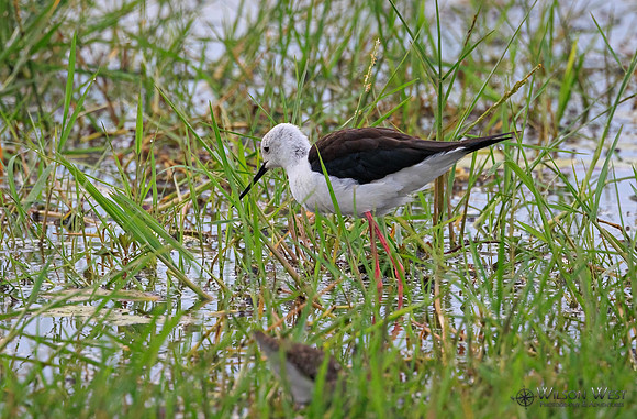 Black-winged Stilt