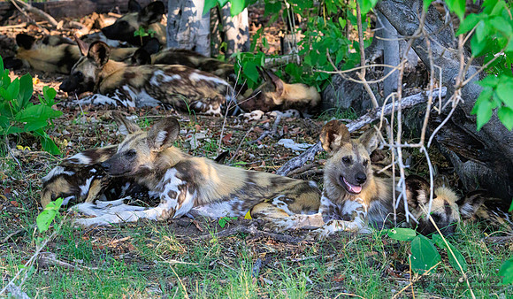 African Wild Dog