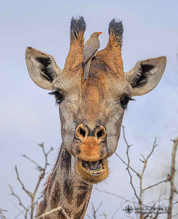 Giraffe, Red-billed Oxpecker