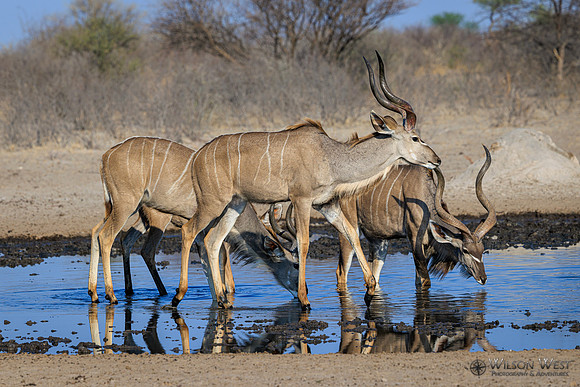 Greater Kudu