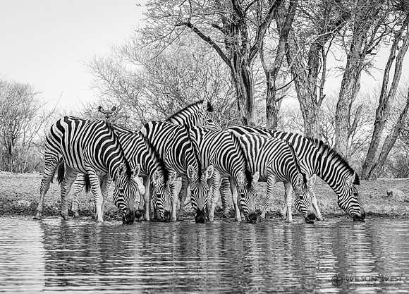 Burchell's Zebra
