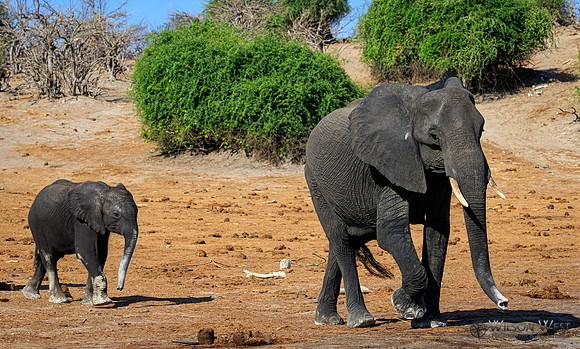 Elephant