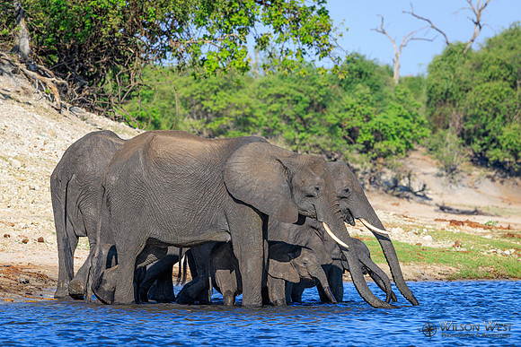 Elephant