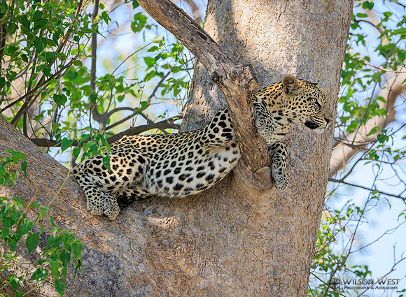 Leopard