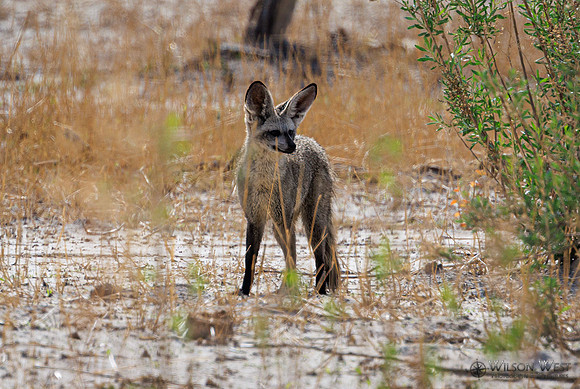 Bar-eared Fox