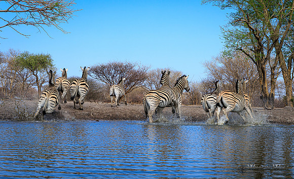 Burchell's Zebra