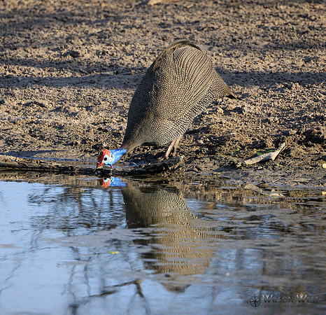 Helmeted Guineafowl