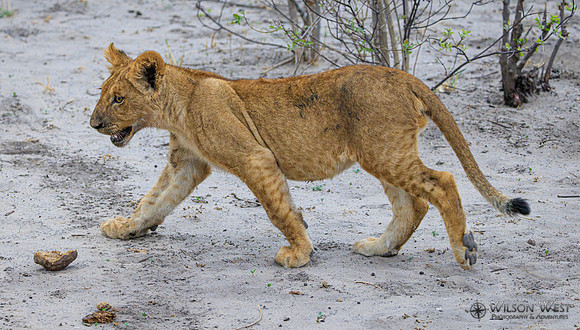Lion
