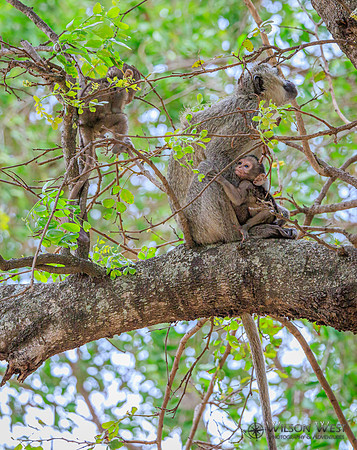 Vervet Monkey