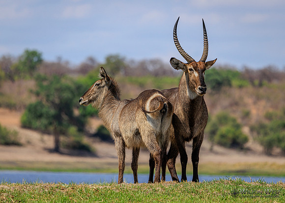 Common Waterbuck