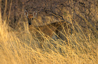Steenbok