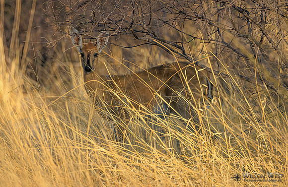 Steenbok