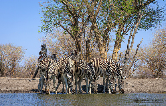 Burchell's Zebra