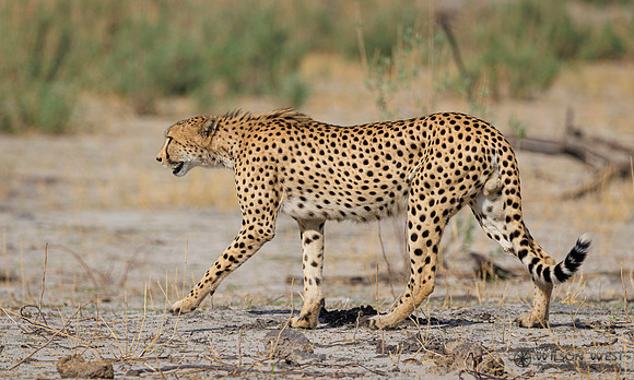 Cheetah
