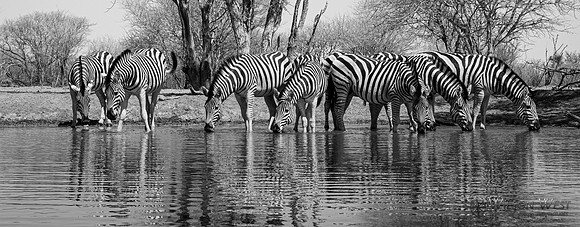 Burchell's Zebra