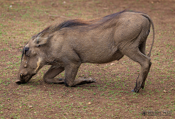 Warthog